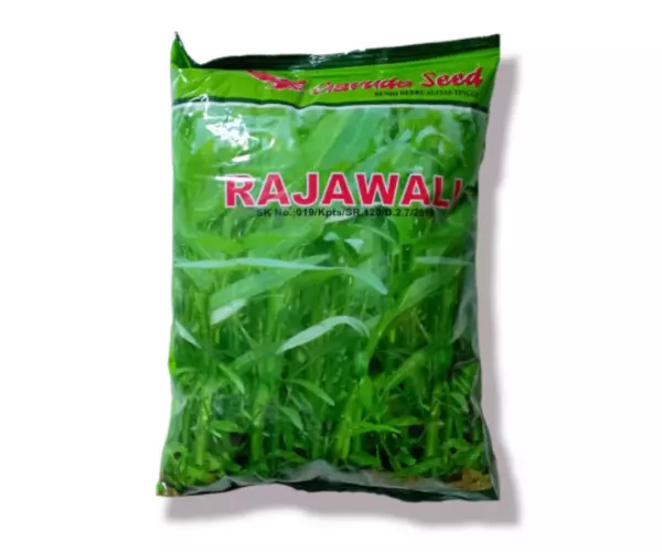 Bibit Kangkung Daun Lebar Kiloan Rajawali