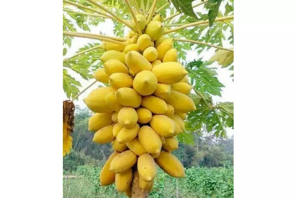 benih pepaya emas golden papaya