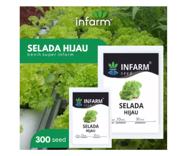 benih selada hijau infarm