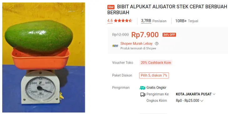 bibit alpukat aligator shopee