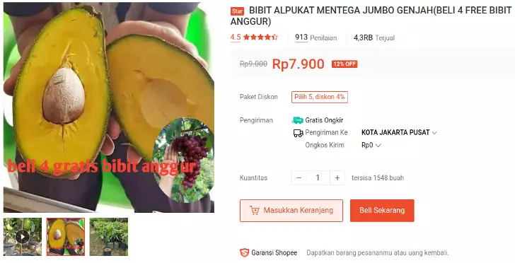 bibit alpukat mentega jumbo