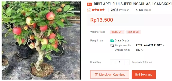 bibit apel fuji cangkok