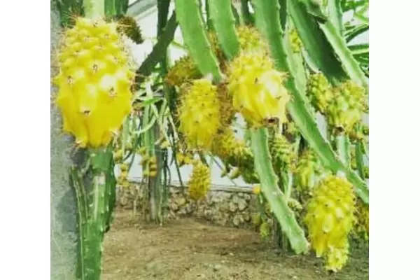 bibit buah naga kuning