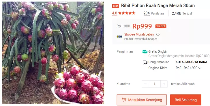 bibit buah naga merah