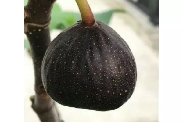 bibit buah tin hitam irak