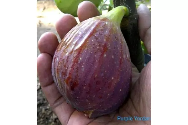 bibit buah tin purple yordania