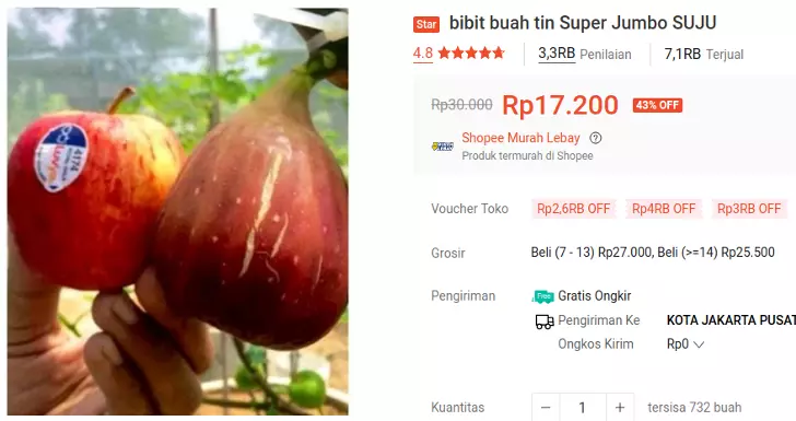 bibit buah tin super jumbo suju