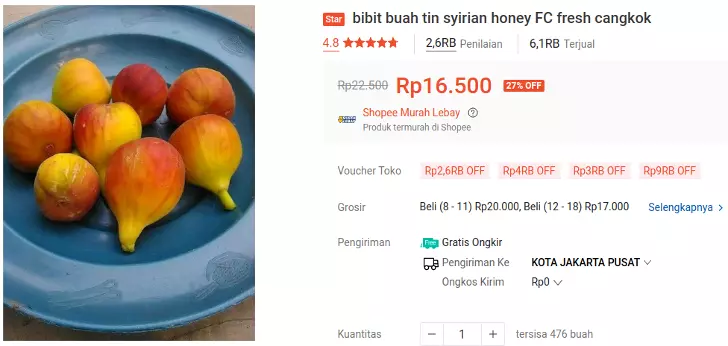 bibit buah tin syrian honey