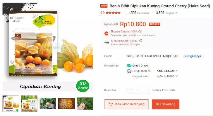 bibit ciplukan ground cherry