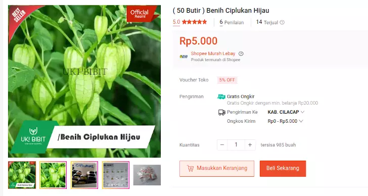 bibit ciplukan hijau lokal