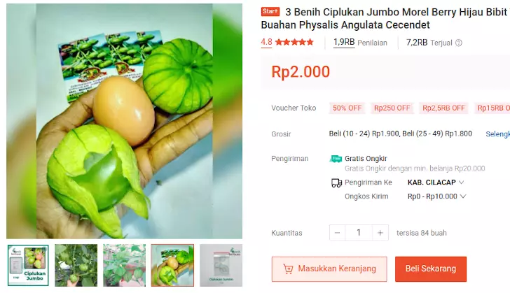 bibit ciplukan jumbo morel berry