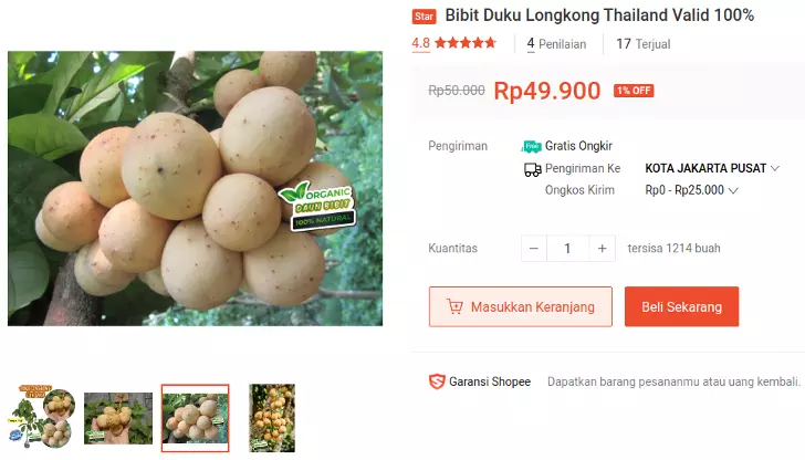 bibit duku longkong thailand