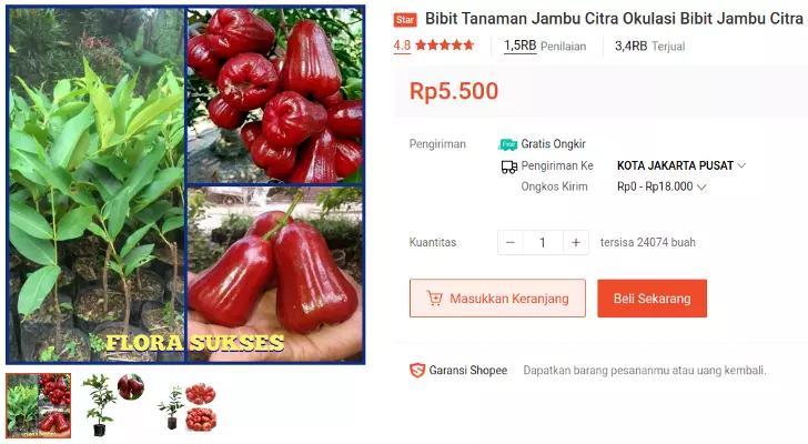 bibit jambu air citra