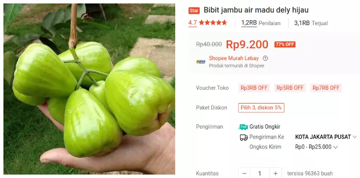 bibit jambu air hijau deli