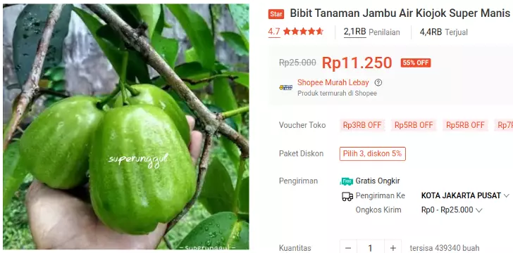 bibit jambu air kiojok