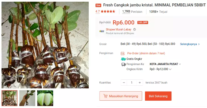 bibit jambu kristal cangkok