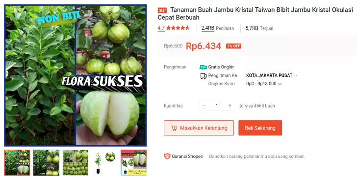 bibit jambu kristal putih