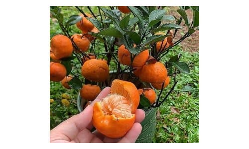 bibit jeruk mandarin