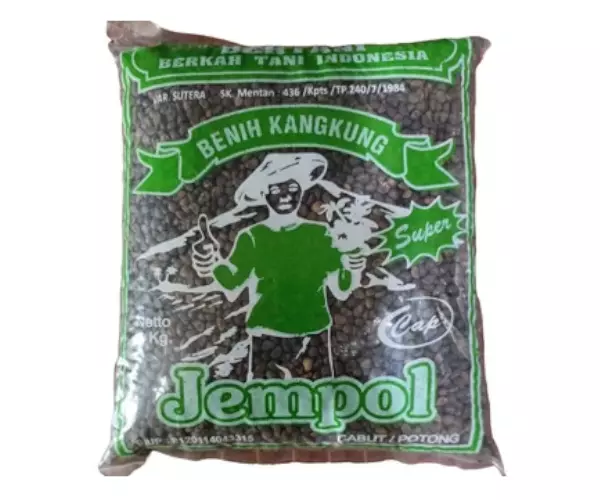 bibit kangkung jempol