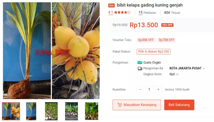 bibit kelapa gading kuning