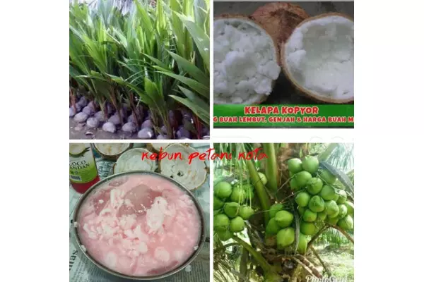 bibit kelapa kopyor asli