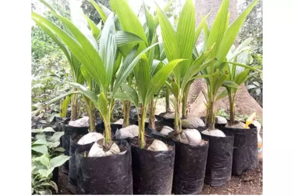 bibit kelapa pandan wangi