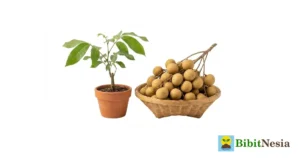 bibit kelengkeng terbaik