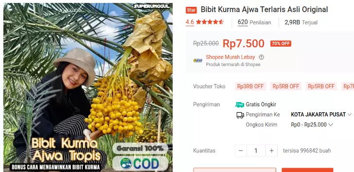 bibit kurma ajwa