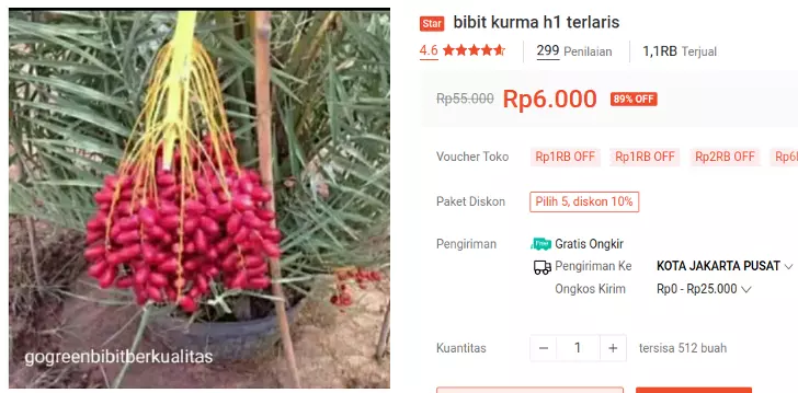 bibit kurma h1 kl1 thailand