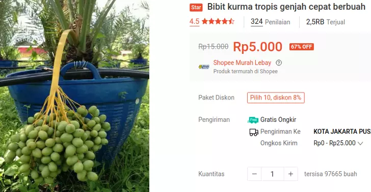 bibit kurma tropis