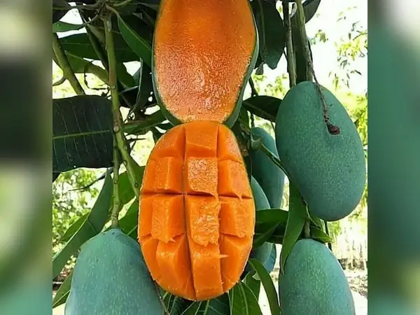 bibit mangga Harum Manis