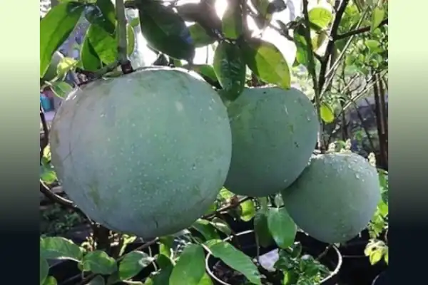 bibit mangga kelapa jumbo