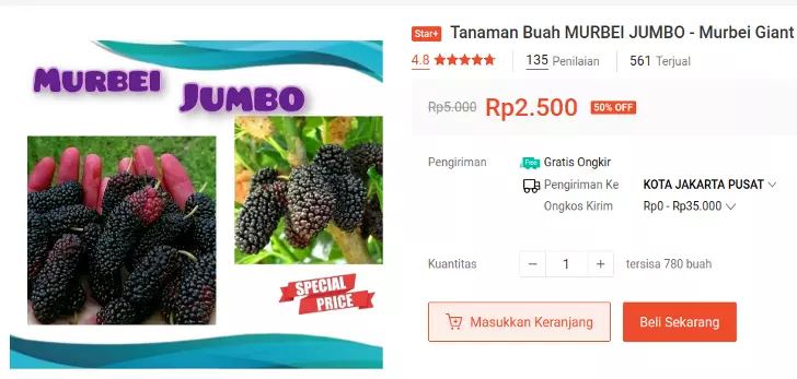 bibit murbei jumbo