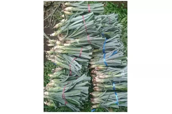 bibit nanas madu pemalang