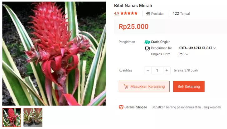 bibit nanas merah