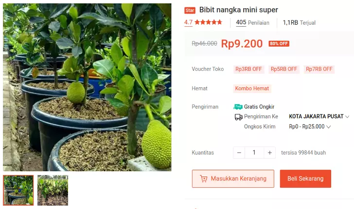 bibit nangka mini super