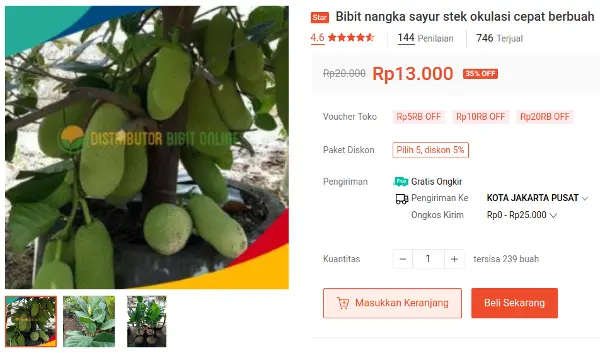 bibit nangka sayur