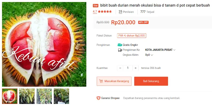 bibit pohon durian merah