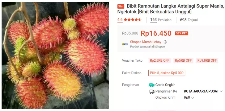 bibit rambutan antalagi