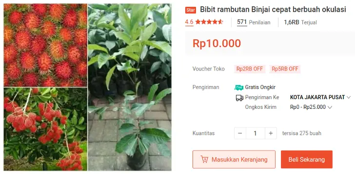 bibit rambutan binjai