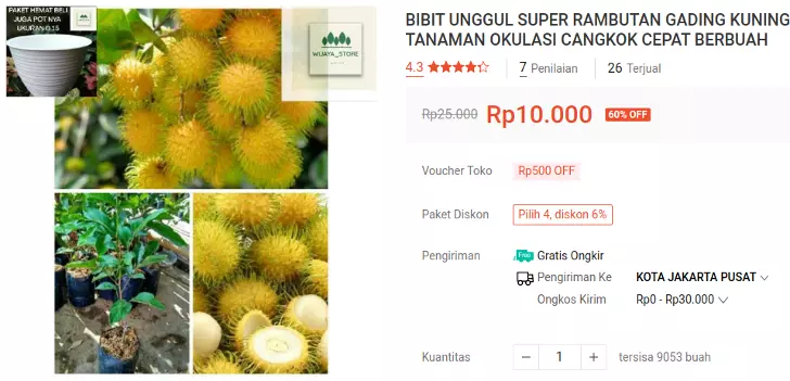 bibit rambutan gading kuning