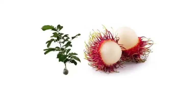 bibit rambutan terbaik