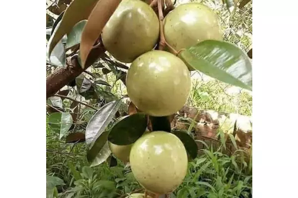 bibit sawo duren hijau