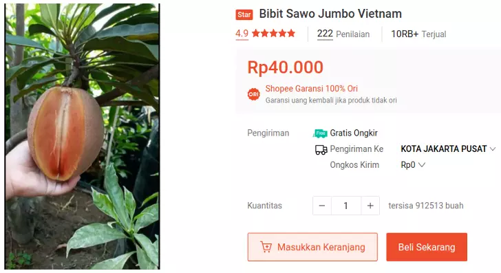 bibit sawo jumbo vietnam