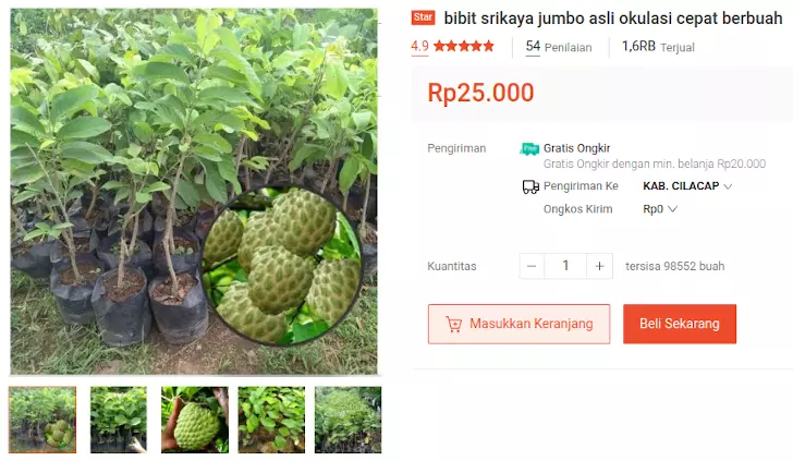 bibit srikaya jumbo