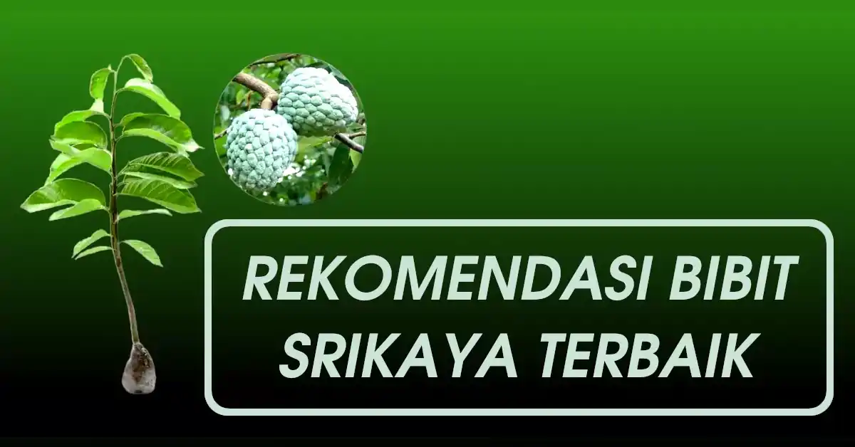 bibit srikaya terbaik