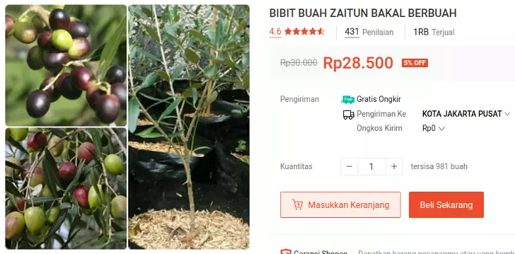 bibit zaitun terlaris shopee