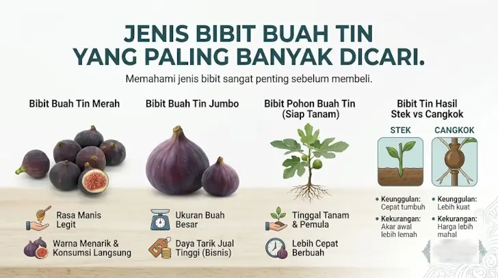 jenis bibit buah tin paling populer