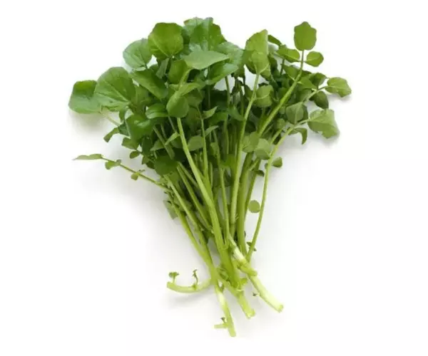 selada air watercress