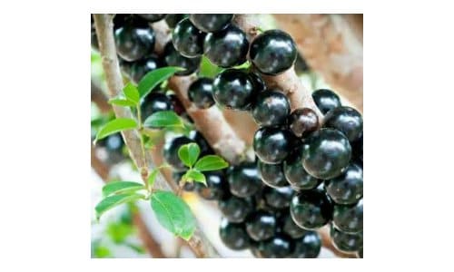 Bibit Anggur Brazil Jaboticaba